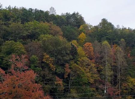 Conleys Creek Campground