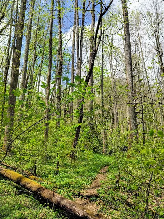 Hurricane Creek Primitive Campground Picture 5