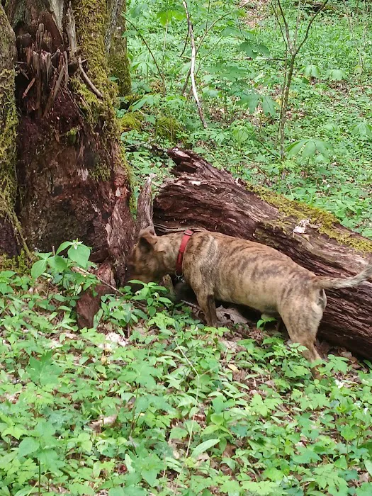 Hurricane Creek Primitive Campground Picture 6