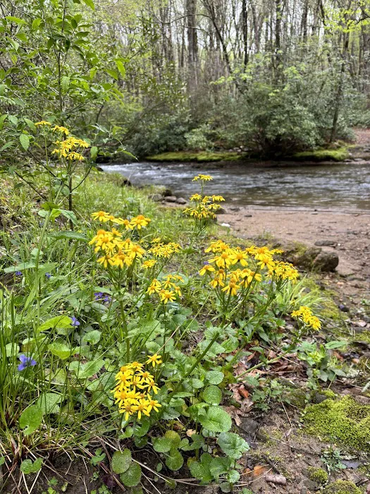 Hurricane Creek Primitive Campground Picture 8