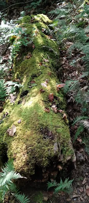 Hurricane Creek Primitive Campground Picture 10
