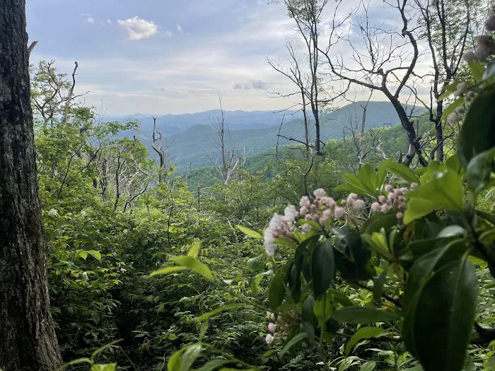 Carter Gap Shelter Picture 6