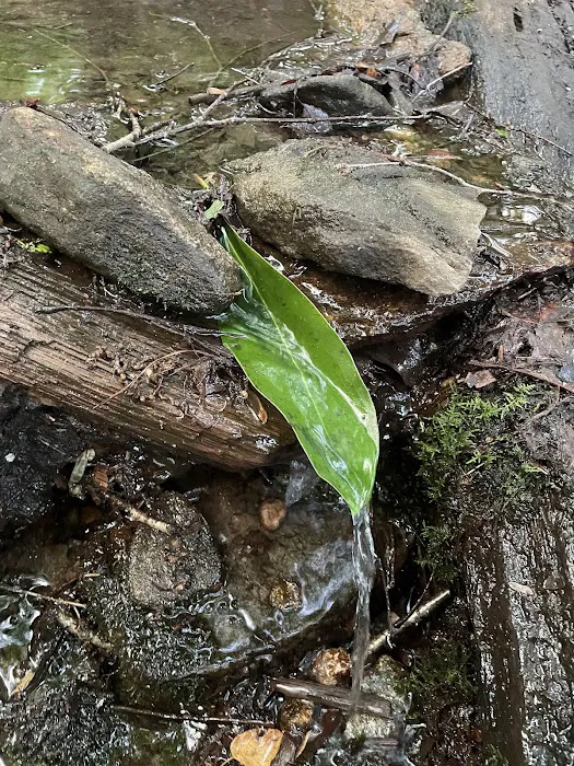 Carter Gap Shelter Picture 10