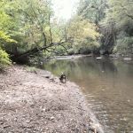 Nichols Campground