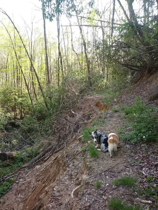 Tate Branch Campground Picture 5