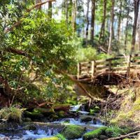 Porters Creek Trailhead Campground ico