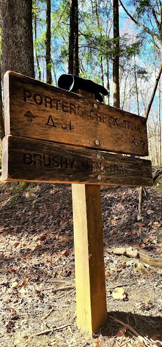 Porters Creek Trailhead Campground Picture 9