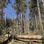 Backcountry Campsite #31