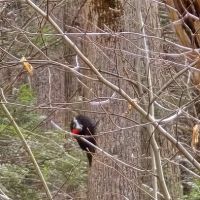 Nature Trailhead Campground ico