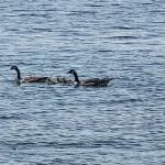 Lighthouse Pointe Family RV Park