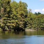 Lake Marion Resort and Marina