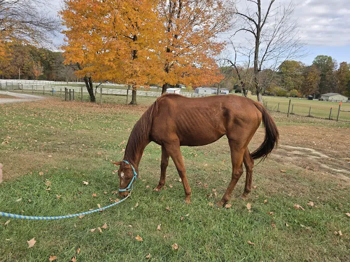 SILVER FEATHER ACRES Picture 6