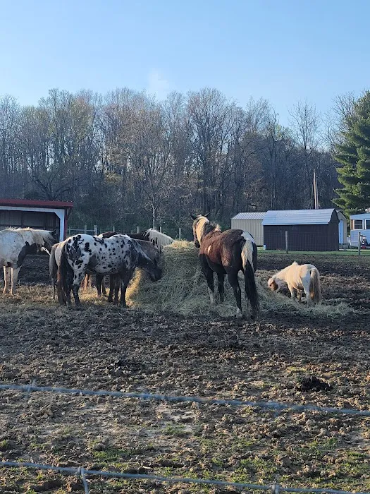 SILVER FEATHER ACRES Picture 7