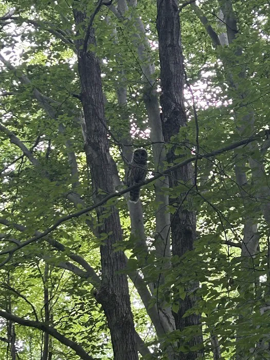 Dogwood Springs Campground Picture 5