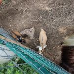 Country Critters Campground & RV Park