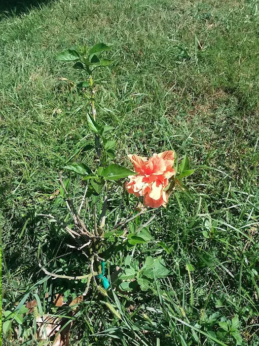 Lakewood Estates Picture 7