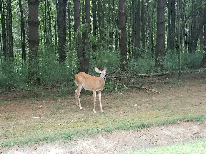 Holmes Bend Campground Picture 10