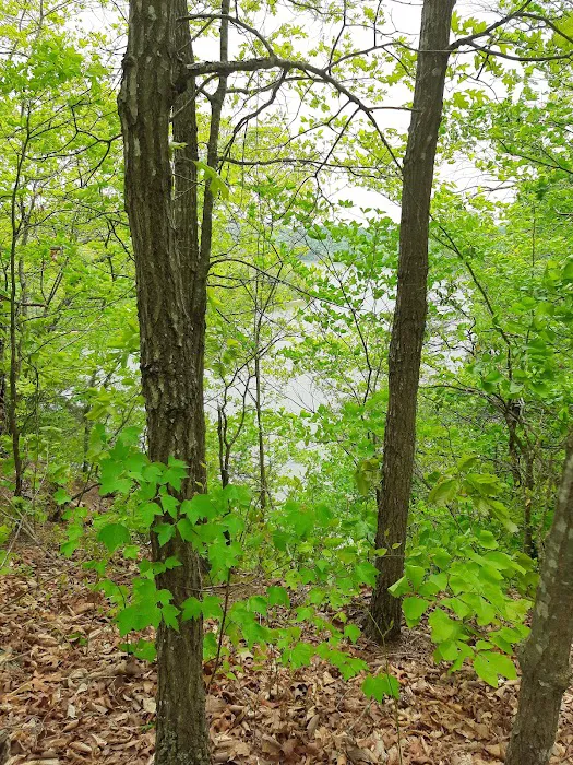 Holmes Bend Campground Picture 7