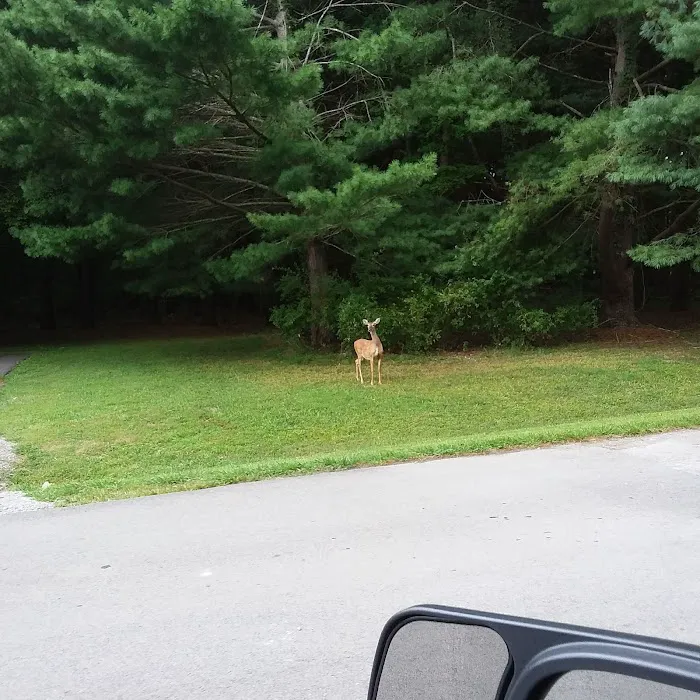 Holmes Bend Campground Picture 6