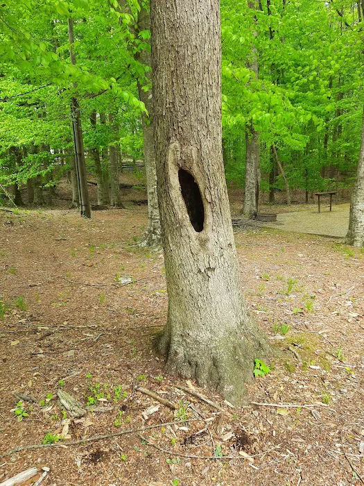 Holmes Bend Campground Picture 5
