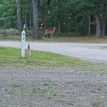 Shady Oaks Campground & RV Park Picture 4