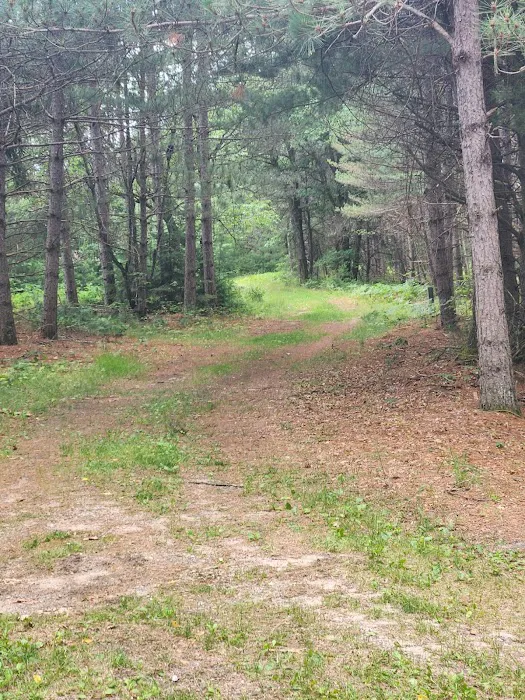 Tenting in the Pines Picture 1