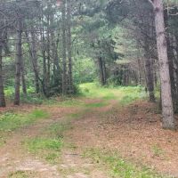 Tenting in the Pines ico