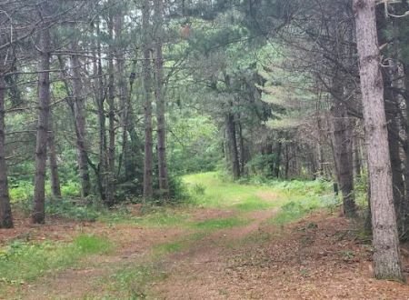 Tenting in the Pines