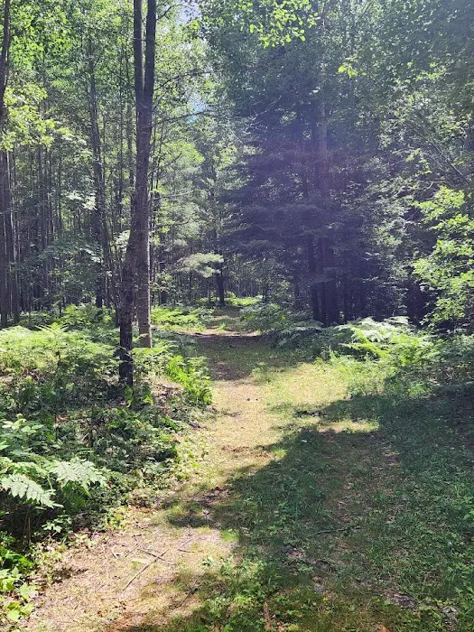 Tenting in the Pines Picture 7