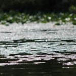Diamond Lake County Park