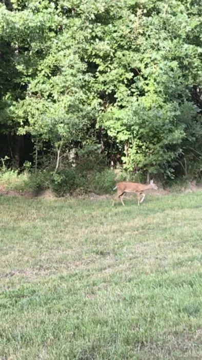 WildView Stays Picture 8