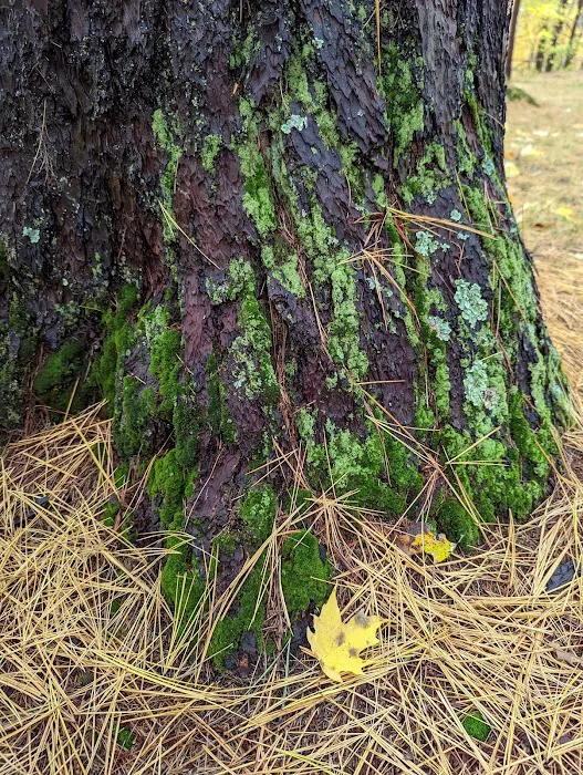 Pines Point Campground Picture 6