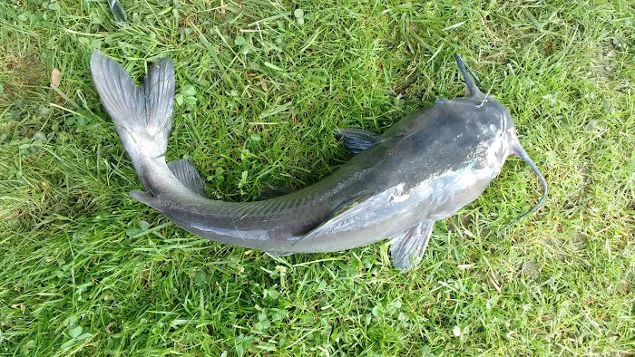 Big Fish-N-Campground Picture 8