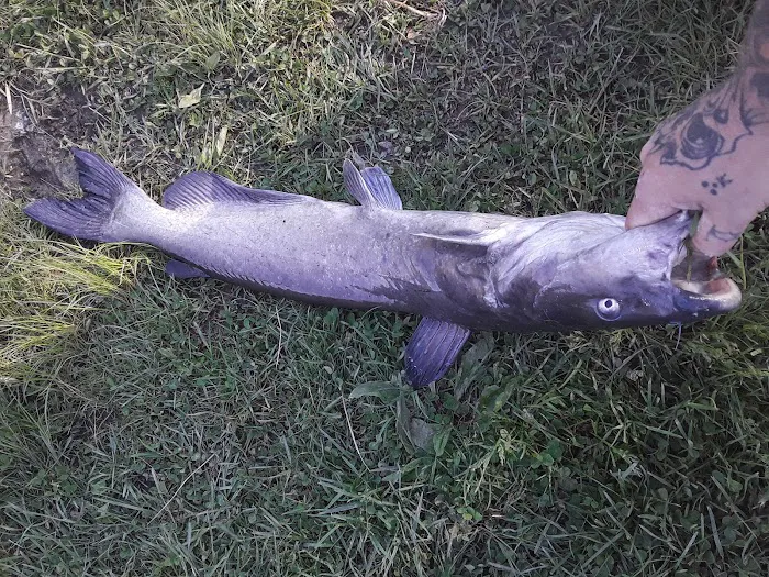 Big Fish-N-Campground Picture 10