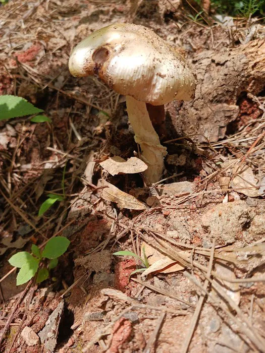 Fell Hunt Campground Picture 6