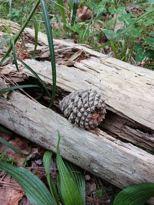 Fell Hunt Campground Picture 9