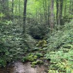 Backcountry Camp 54
