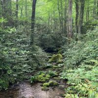 Backcountry Camp 54 ico