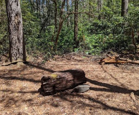 Backcountry Camp 59