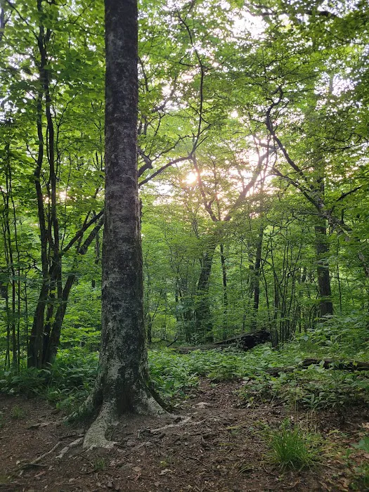 Cold Spring Shelter Picture 5