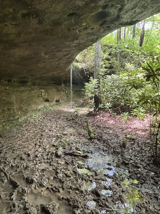 Buck Run Horse Campground LLC Picture 4
