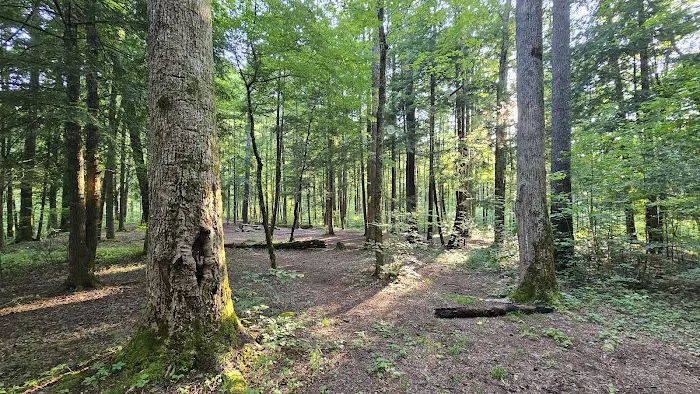 Backcountry Campsite #17 Picture 2