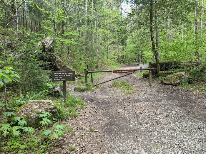 Abrams Creek Campground Picture 5