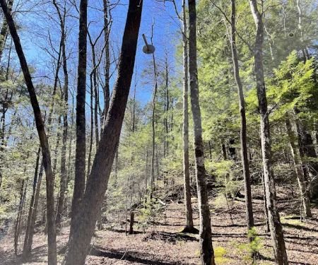 Backcountry Campsite #14