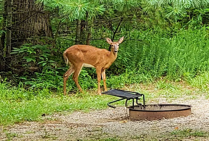 Cades Cove Campground Picture 5