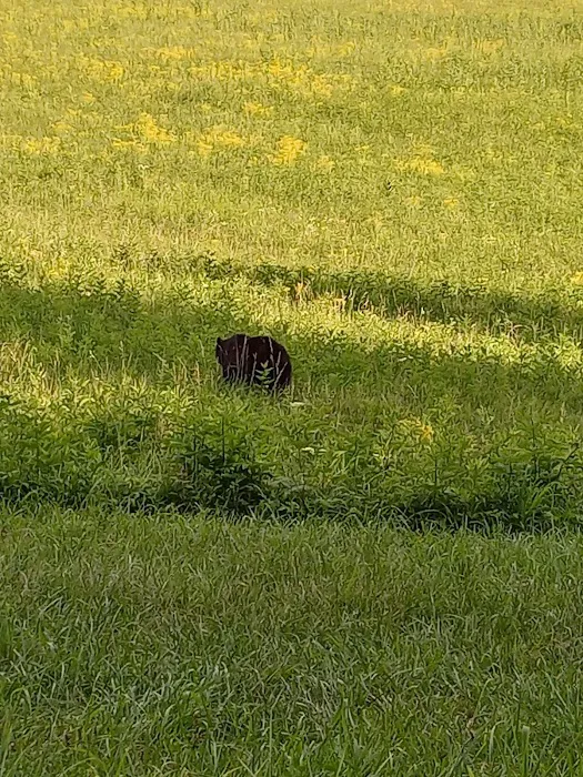 Cades Cove Campground Picture 9