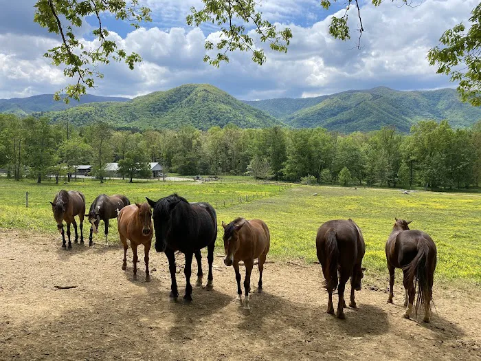 Cades Cove Campground Picture 8