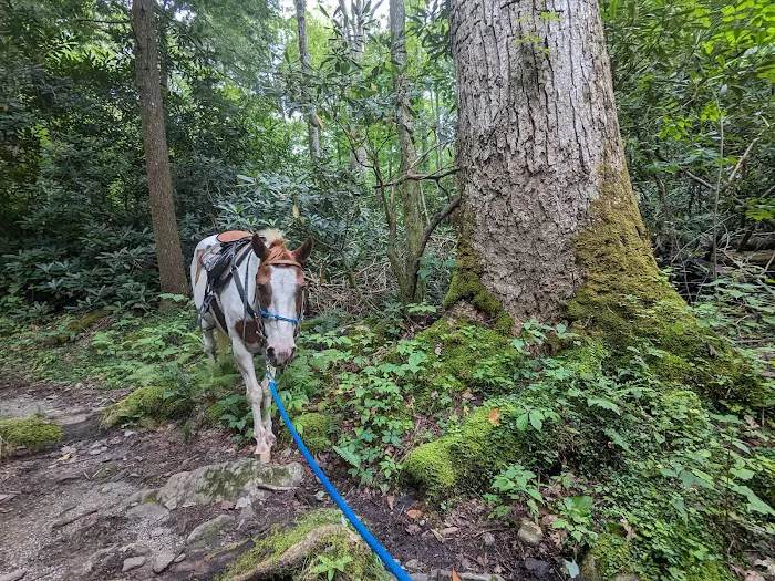 Anthony Creek Horse Camp Picture 7