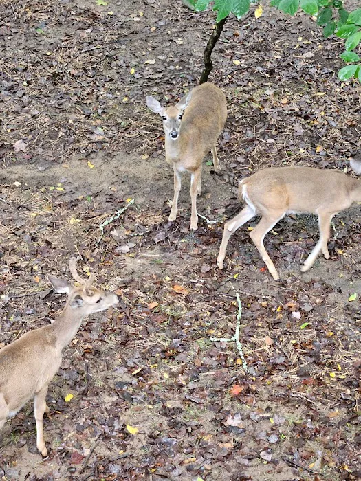 Kelly Creek RV Park Picture 9