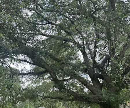 Burnt-Tree Park Inc
